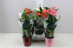 Red Anthurium was £22.00 now