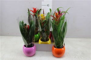 Bromelia