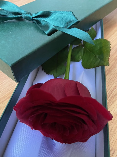 Single Fresh Red Rose Gift
